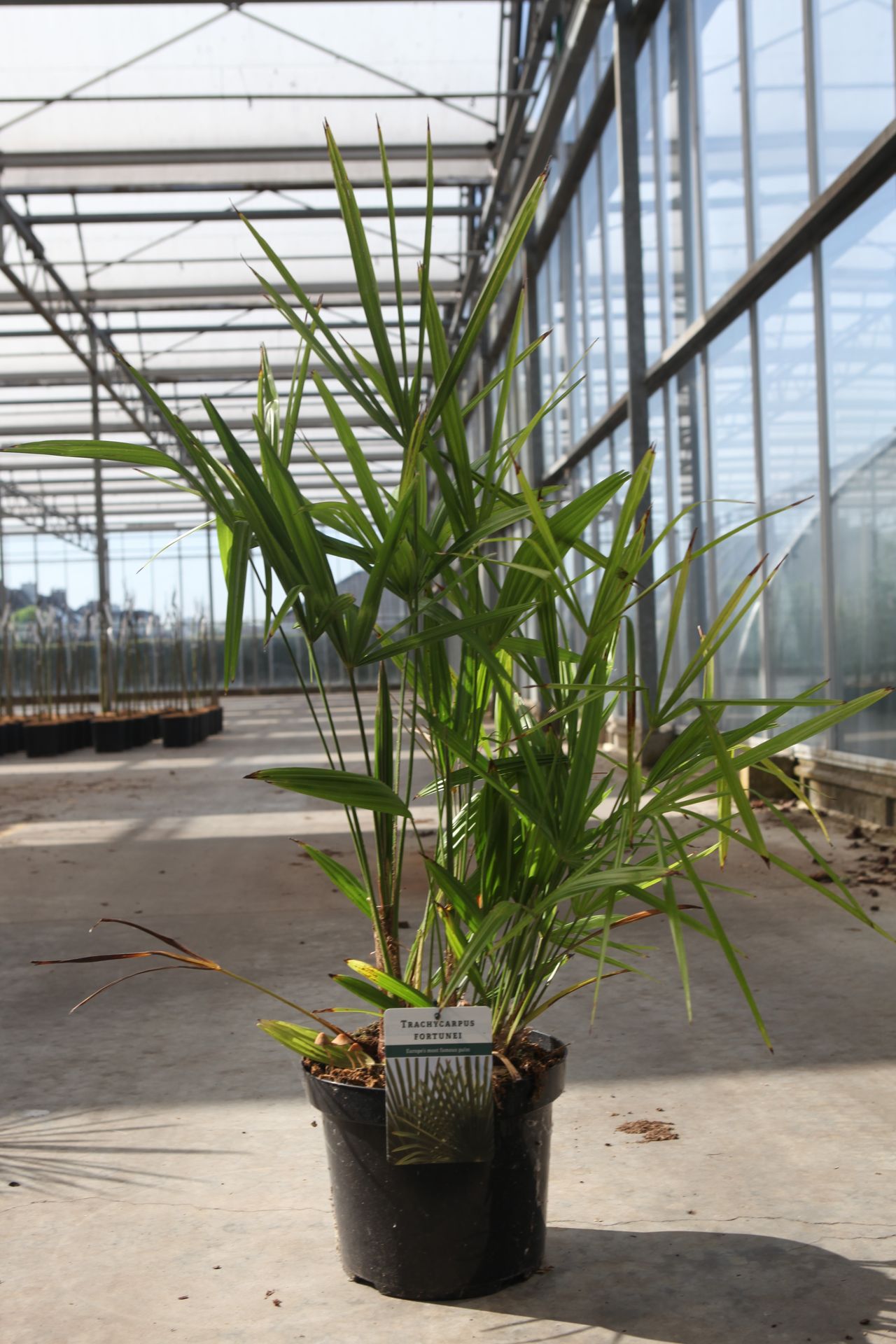 Trachycarpus fortunei