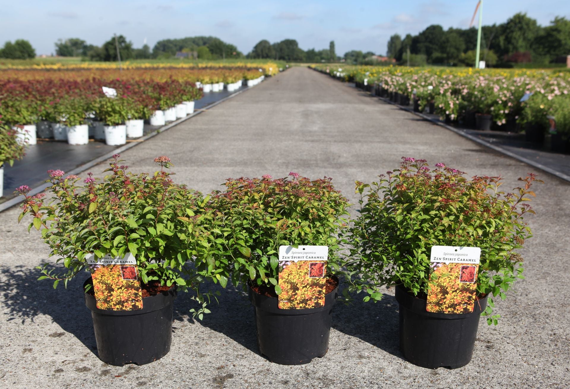 Spiraea japonica ZEN'SPIRIT© CARAMEL (PBR)