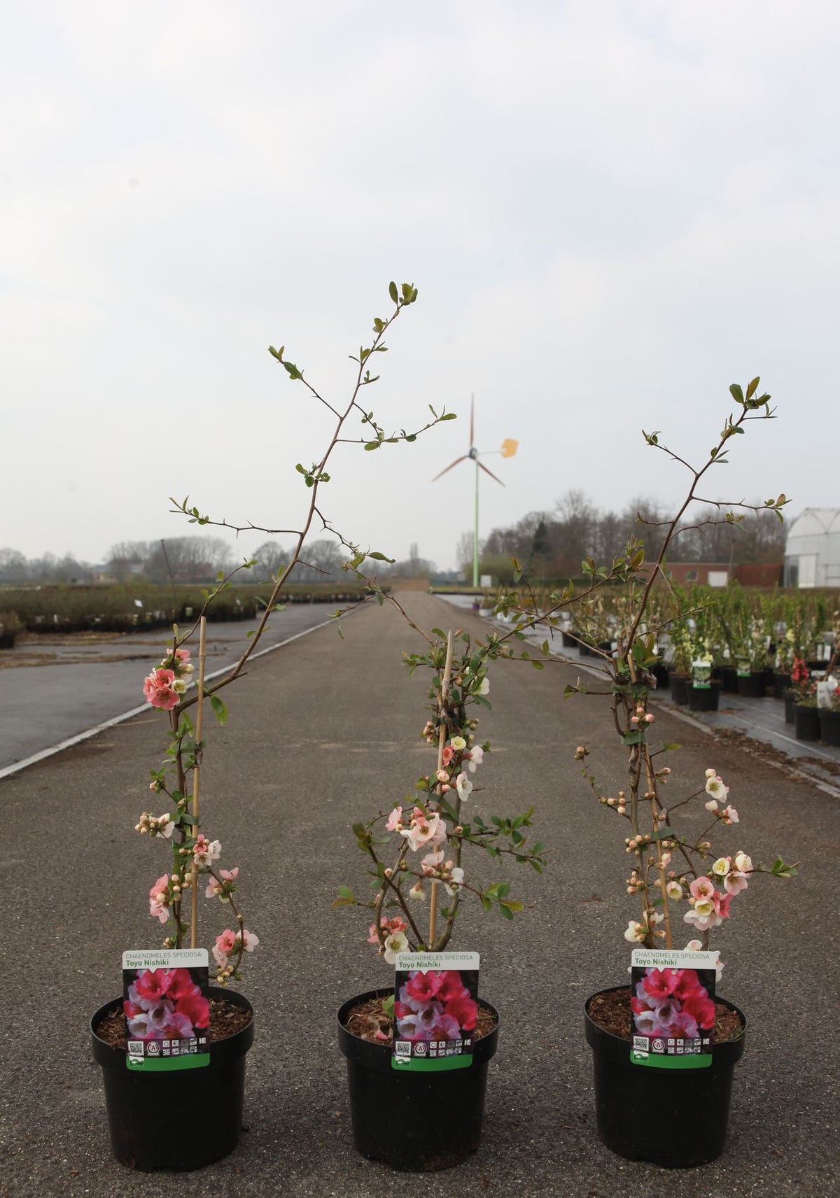 Chaenomeles speciosa 'Toyo-nishiki'