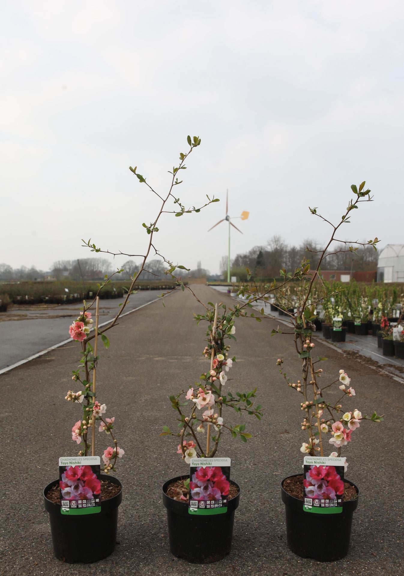 Chaenomeles speciosa 'Toyo-nishiki'