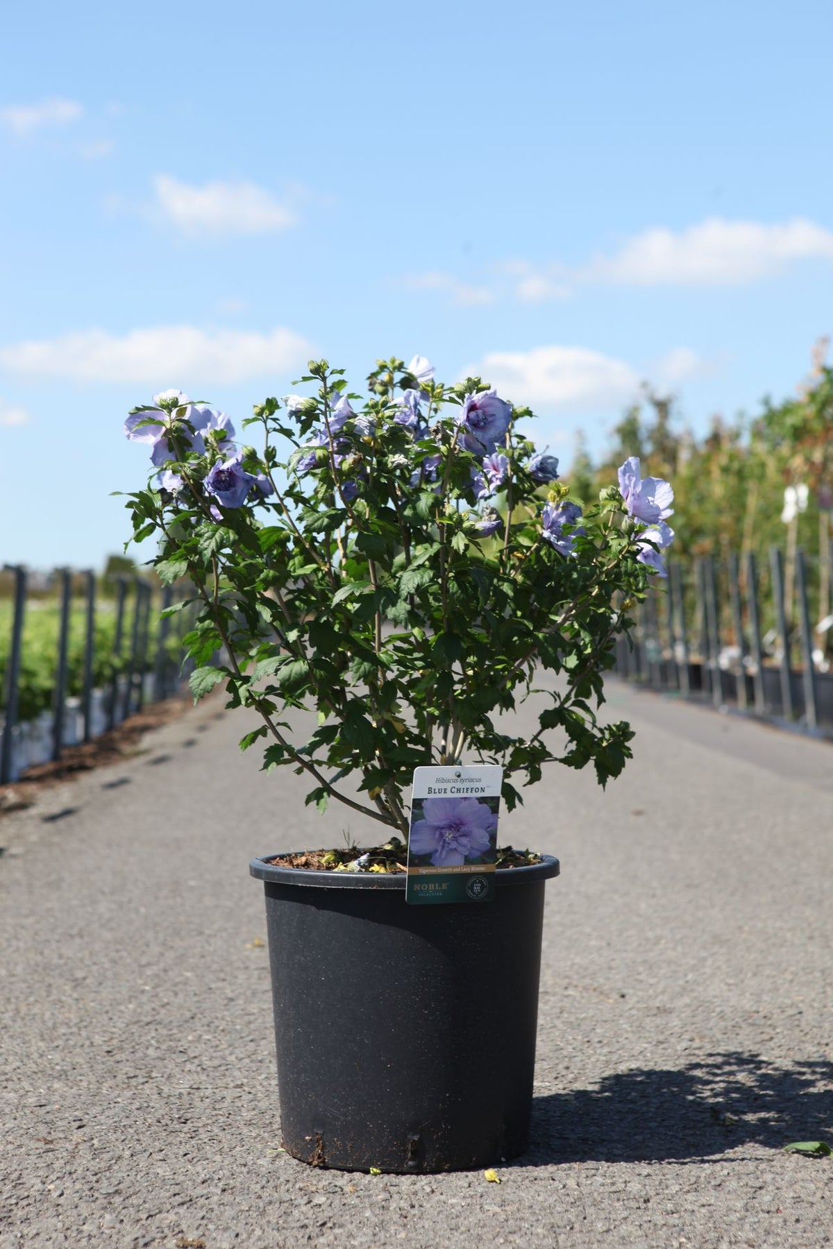 Hibiscus syriacus BLUE CHIFFON (PBR)