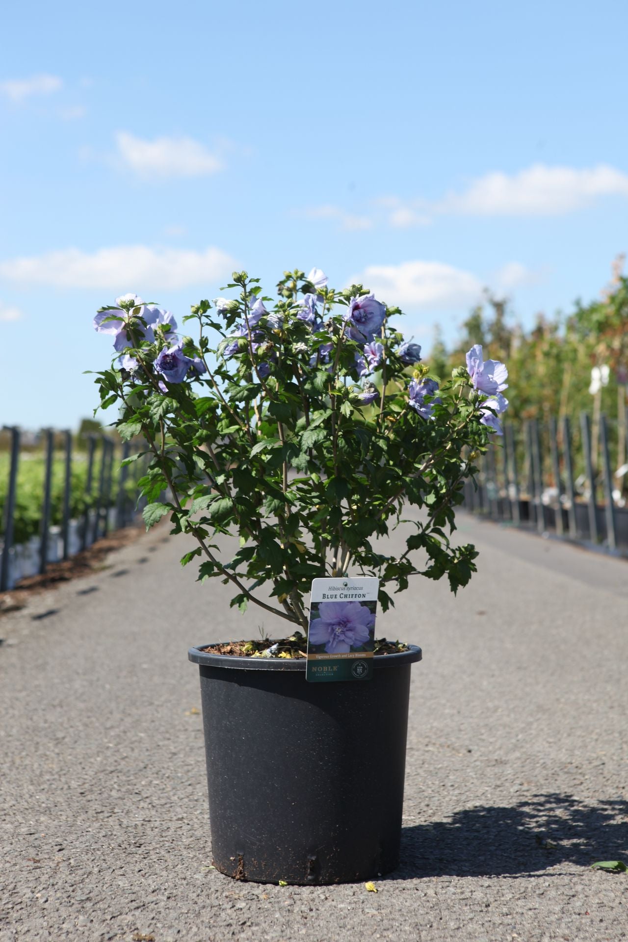 Hibiscus syriacus BLUE CHIFFON (PBR)