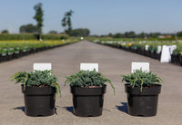 Juniperus squamata 'Blue Spider'