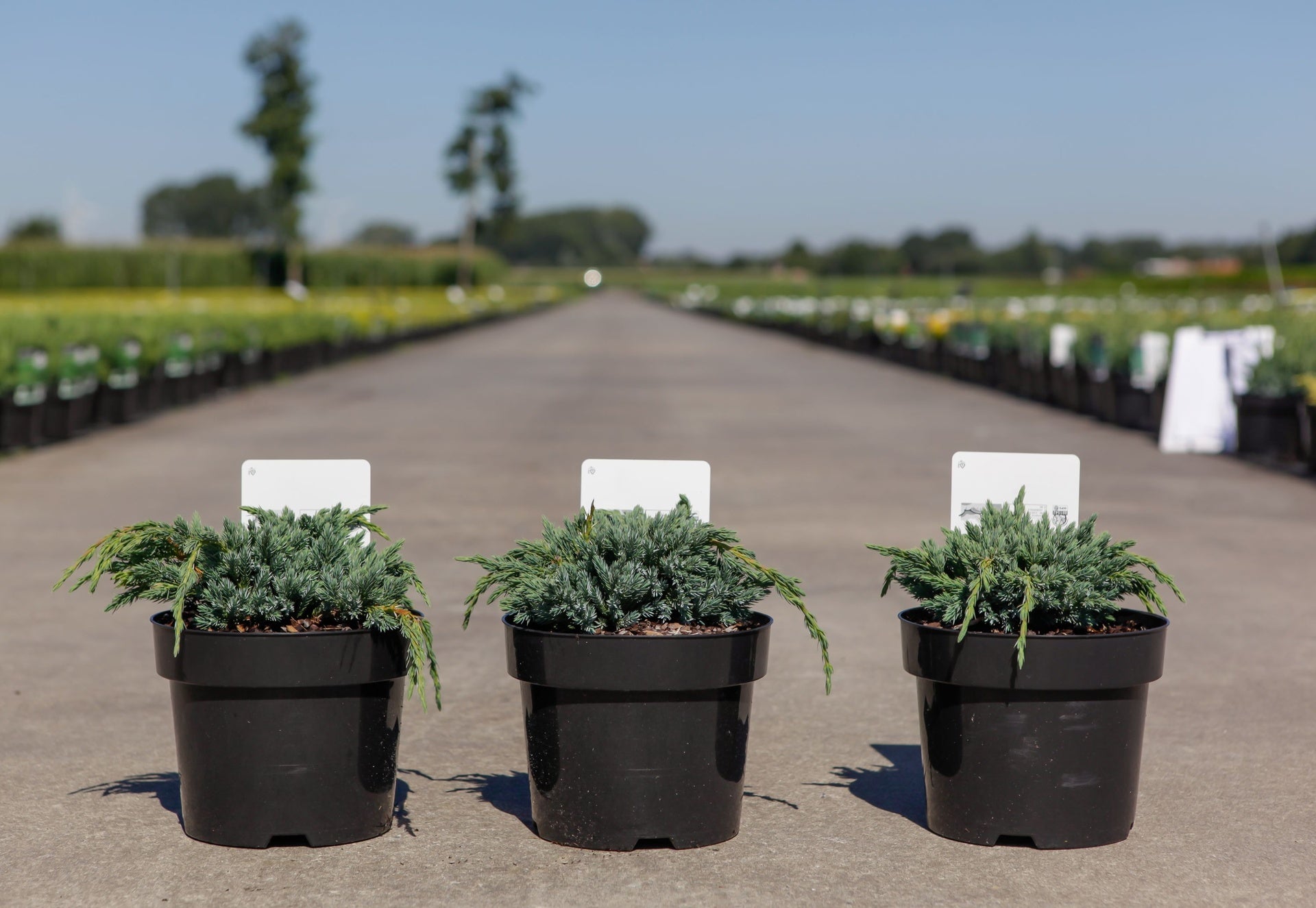 Juniperus squamata 'Blue Spider'
