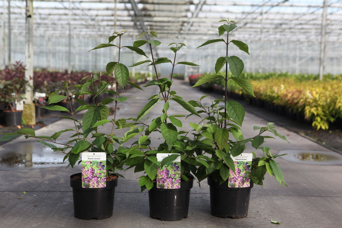 Buddleja davidii 'White Profusion'
