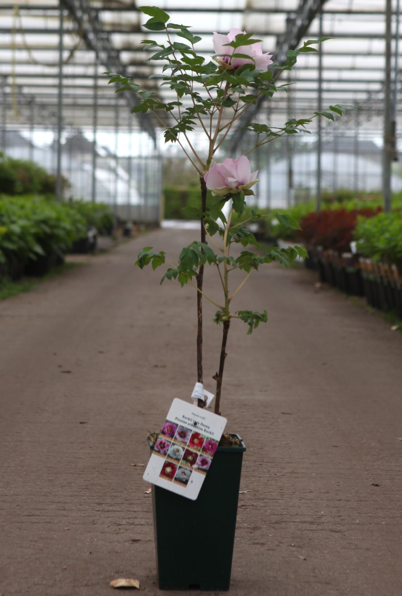 Paeonia rockii 'Ri Yue Tong Hui'