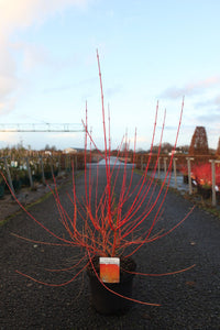 Cornus sanguinea 'Anny's Winter Orange'