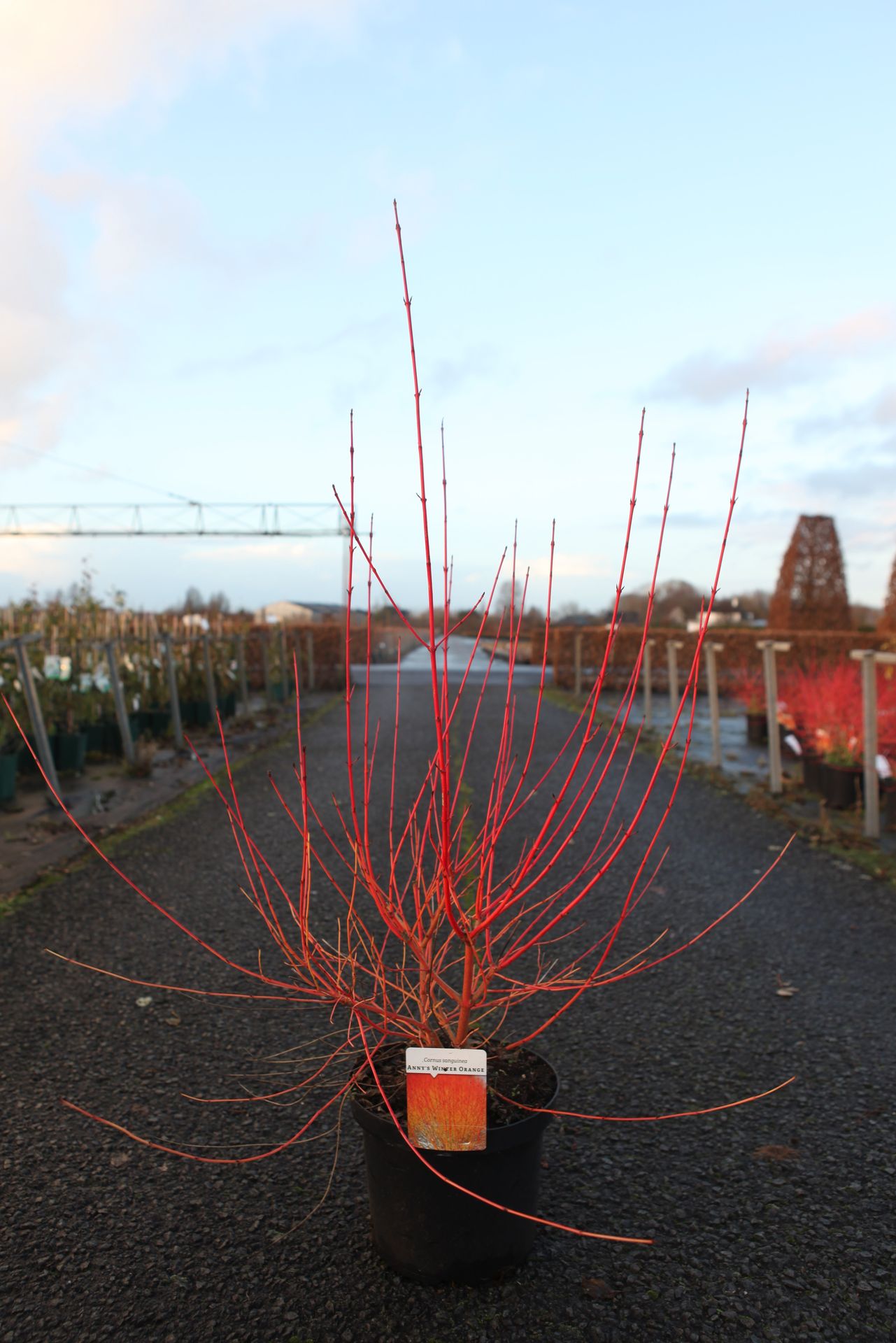 Cornus sanguinea 'Anny's Winter Orange'