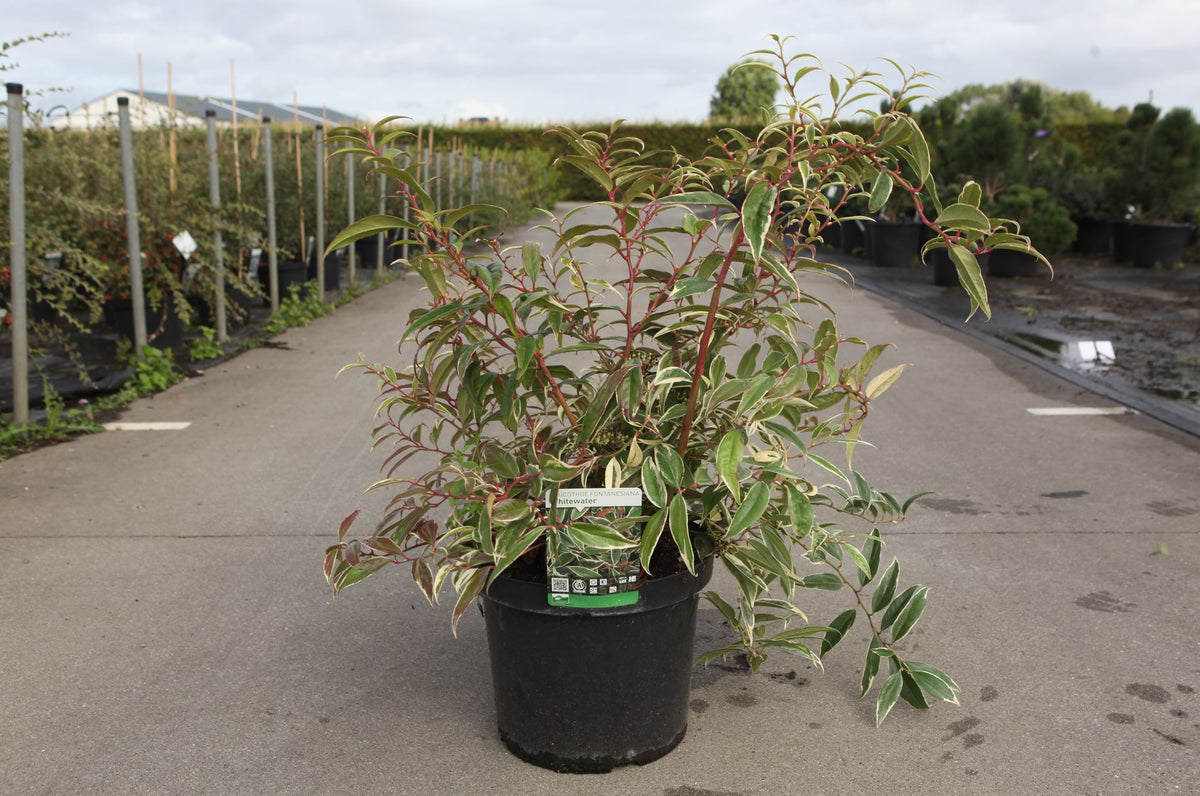 Leucothoe fontanesiana WHITEWATER (PBR)