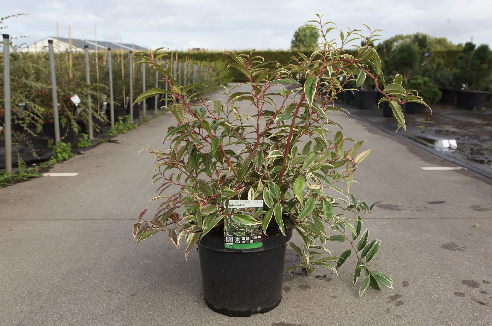 Leucothoe fontanesiana WHITEWATER (PBR)