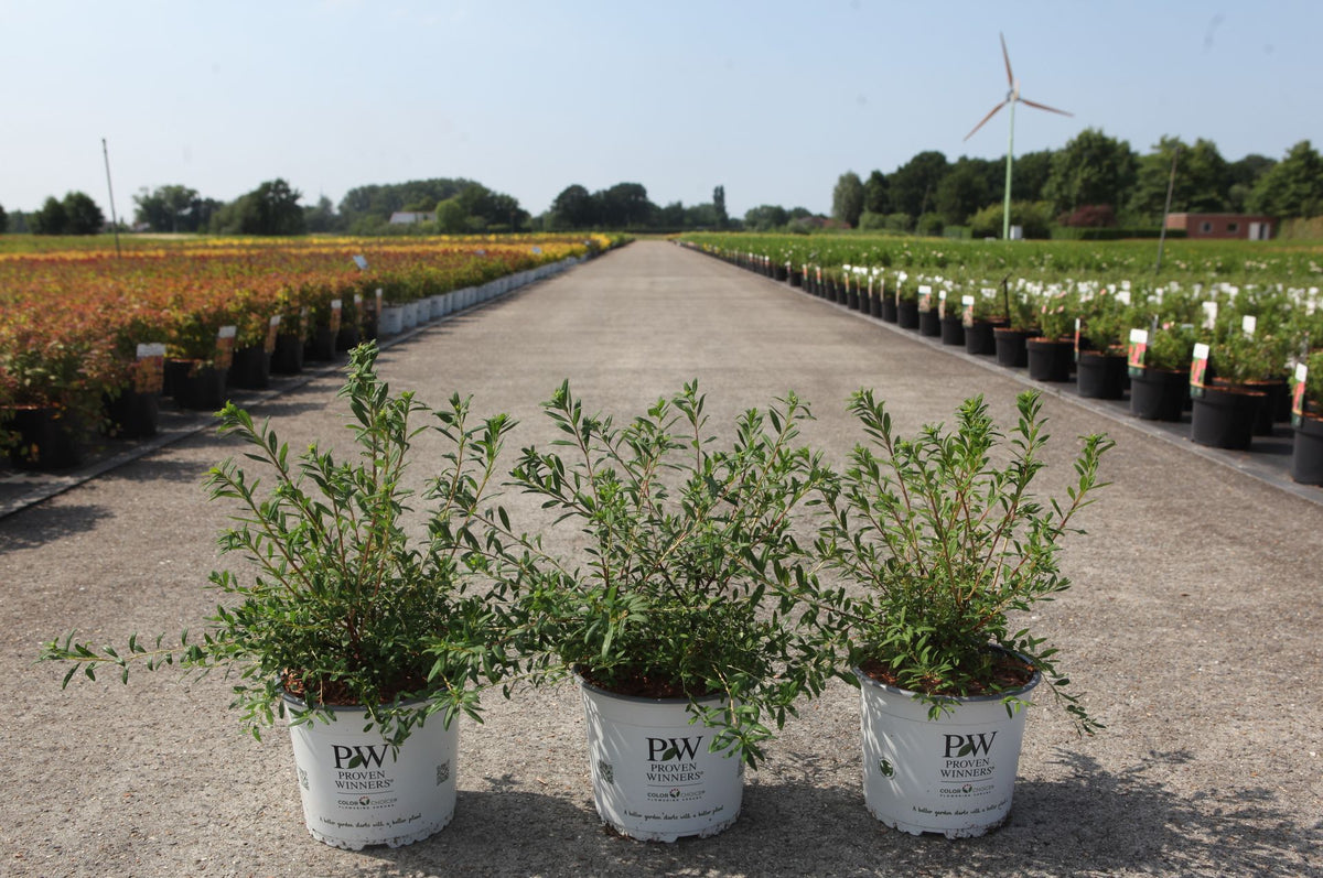 Spiraea nipponica Proven Winners© WEDDING CAKE (PBR)