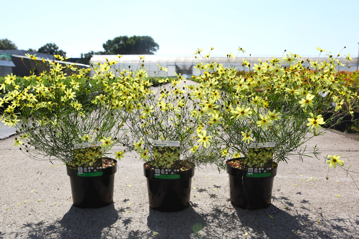 Coreopsis verticillata 'Moonbeam'