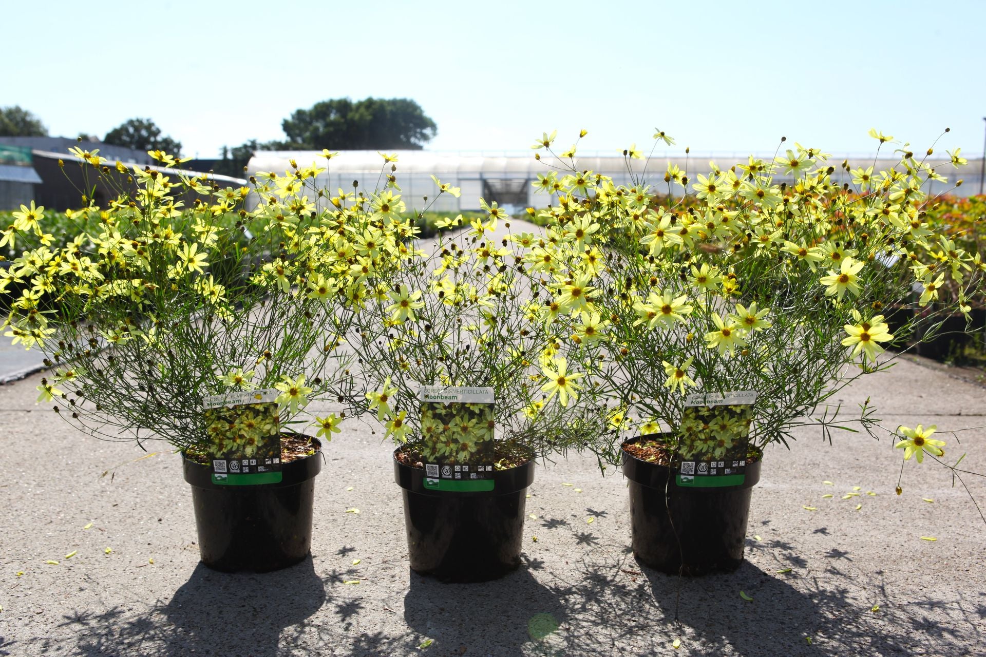 Coreopsis verticillata 'Moonbeam'