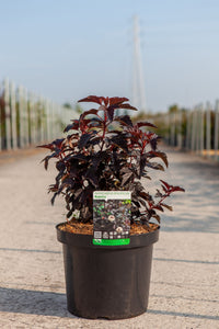 Physocarpus opulifolius 'Rubella' (PBR)
