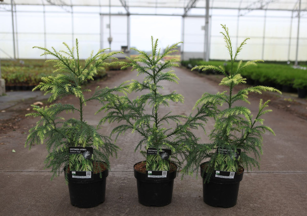 Cryptomeria japonica 'Sekkan Sugi'