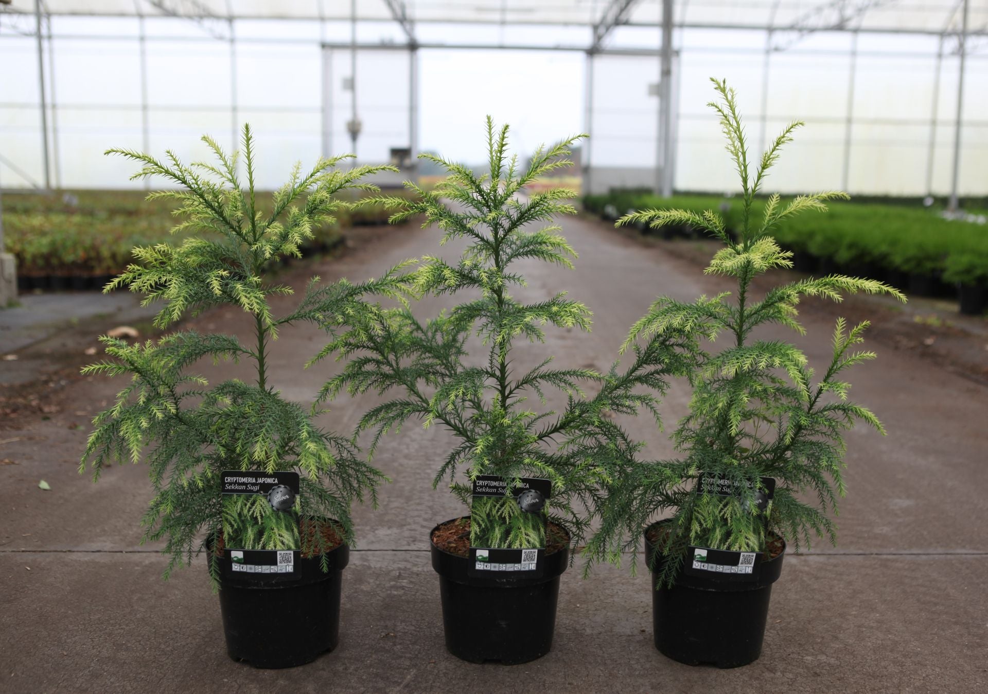 Cryptomeria japonica 'Sekkan Sugi'