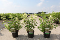 Hydrangea paniculata ‘Confetti’ (PBR) potted plants with delicate white flower panicles, compact hydrangea for garden borders