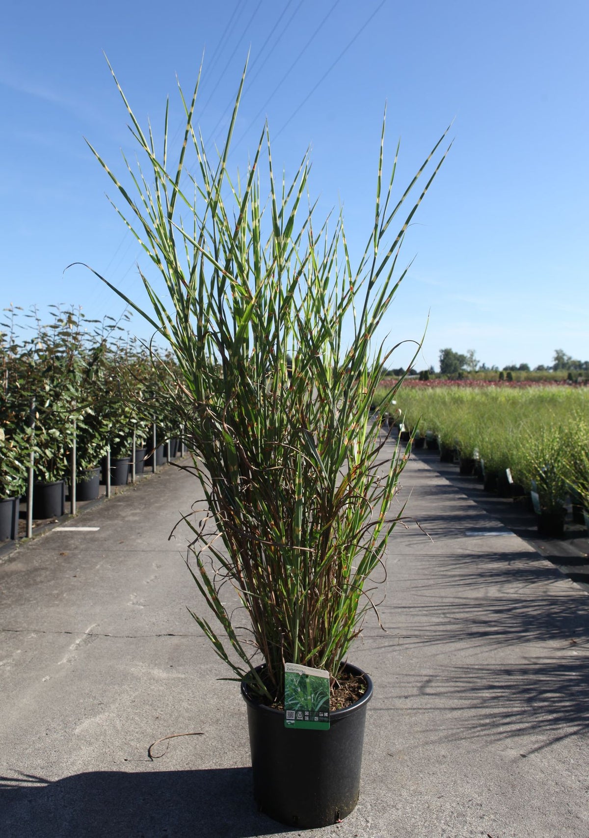 Miscanthus sinensis 'Zebrinus'
