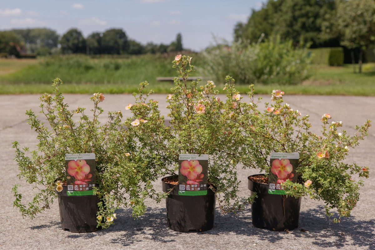 Potentilla fruticosa GLAMOUR GIRL (PBR)