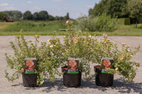 Potentilla fruticosa GLAMOUR GIRL (PBR)