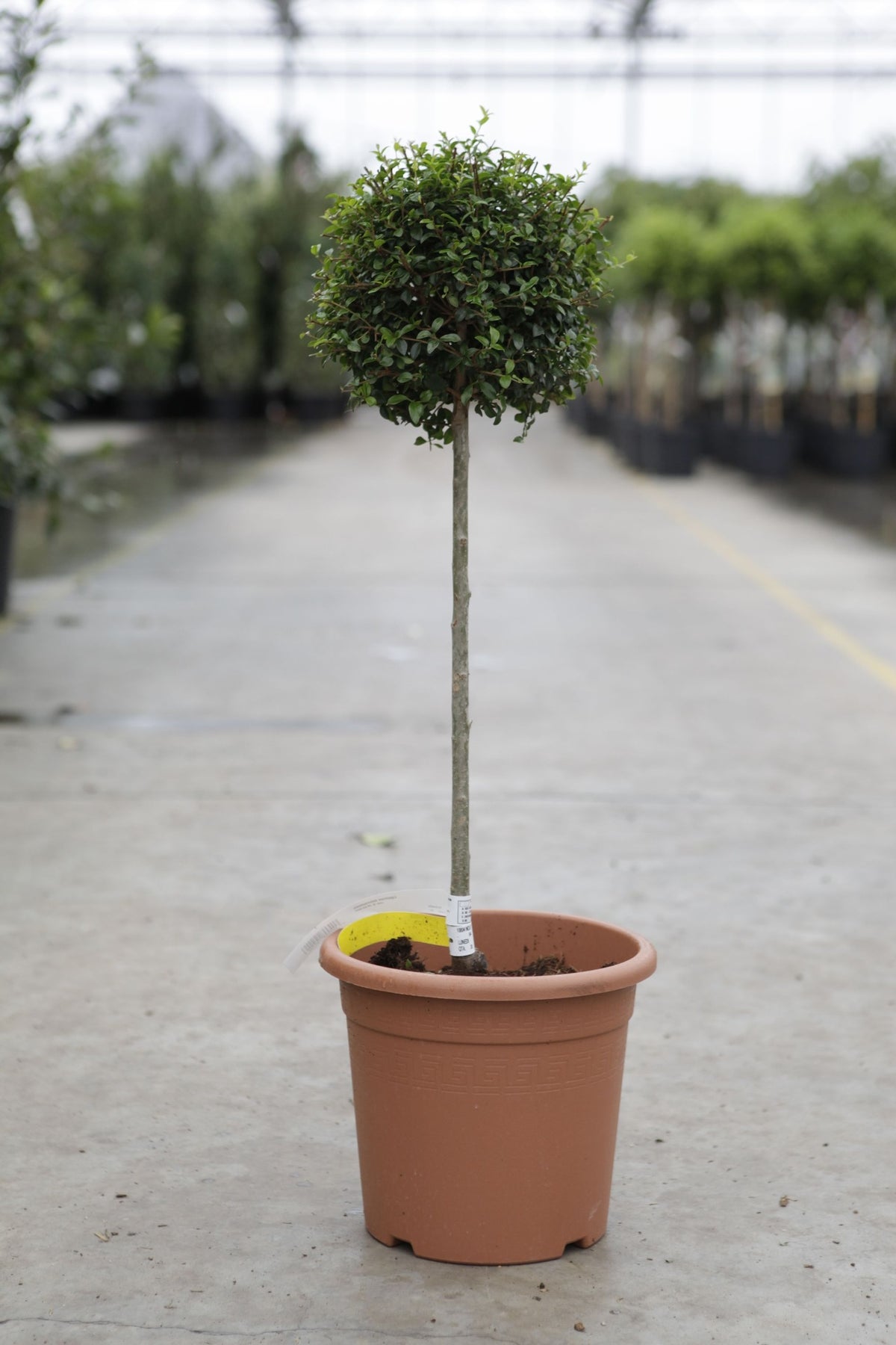 Ligustrum delavayanum