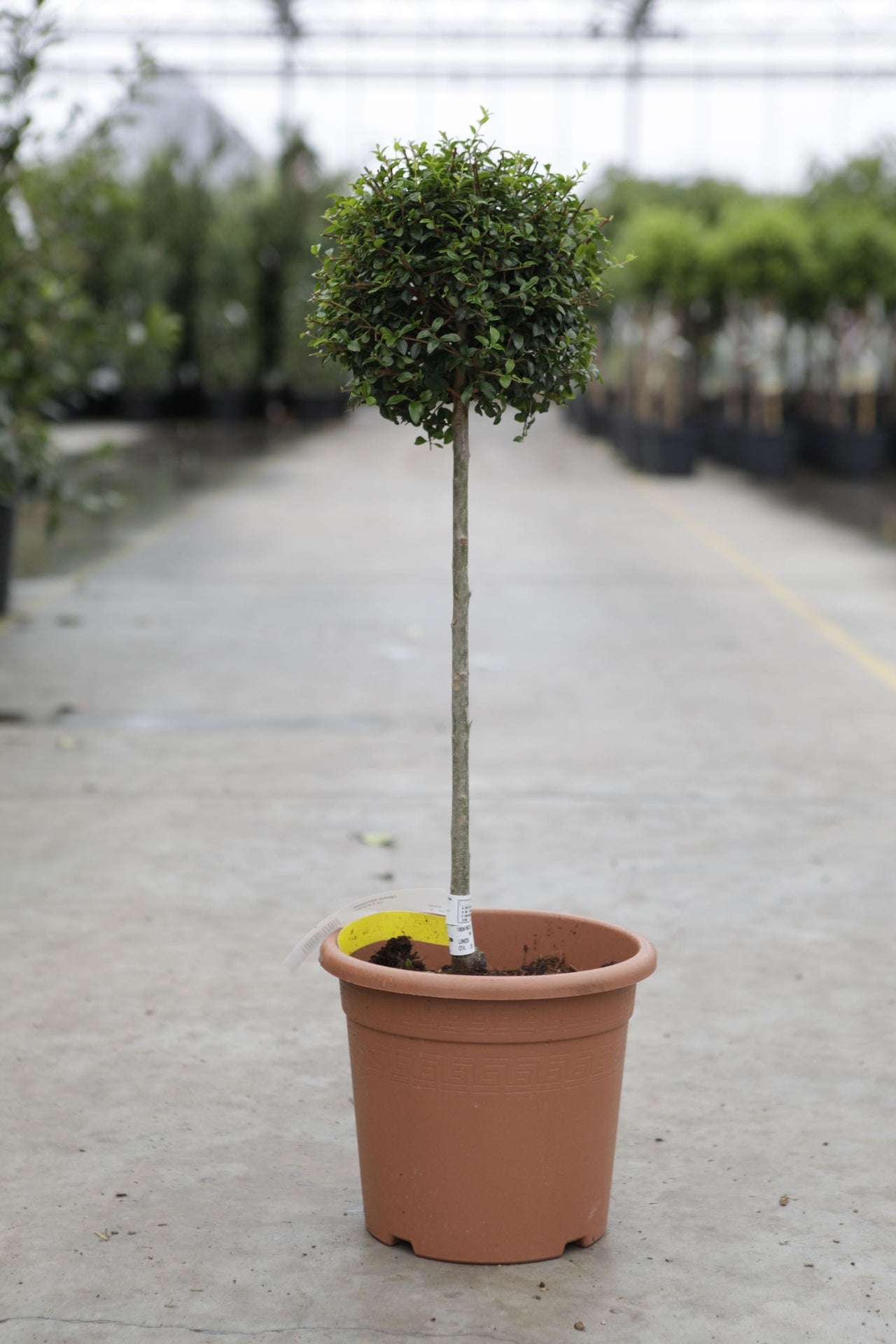 Ligustrum delavayanum