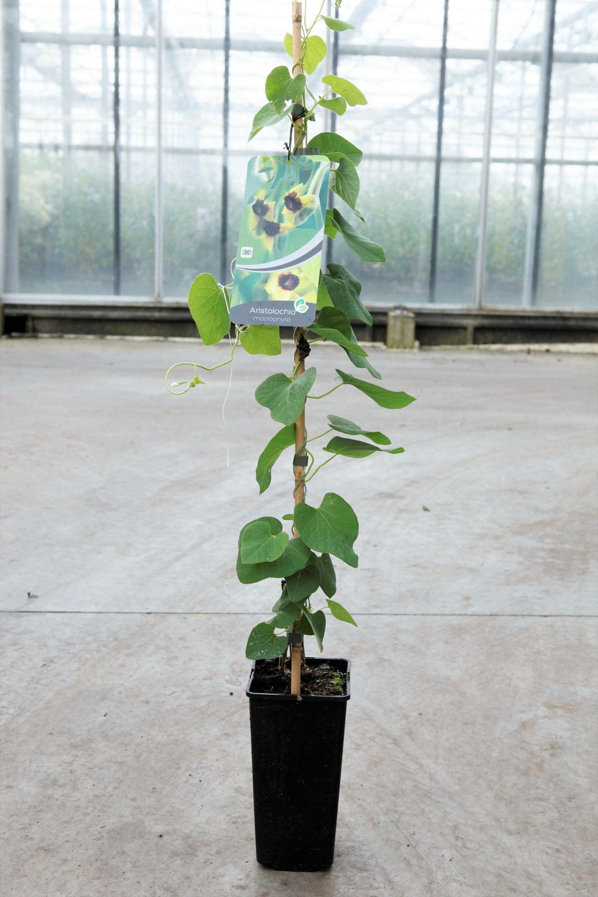Aristolochia durior