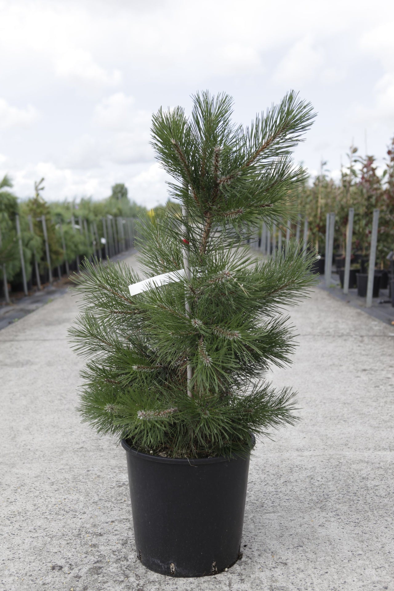 Pinus nigra nigra