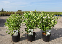 Weigela 'Bristol Snowflake'