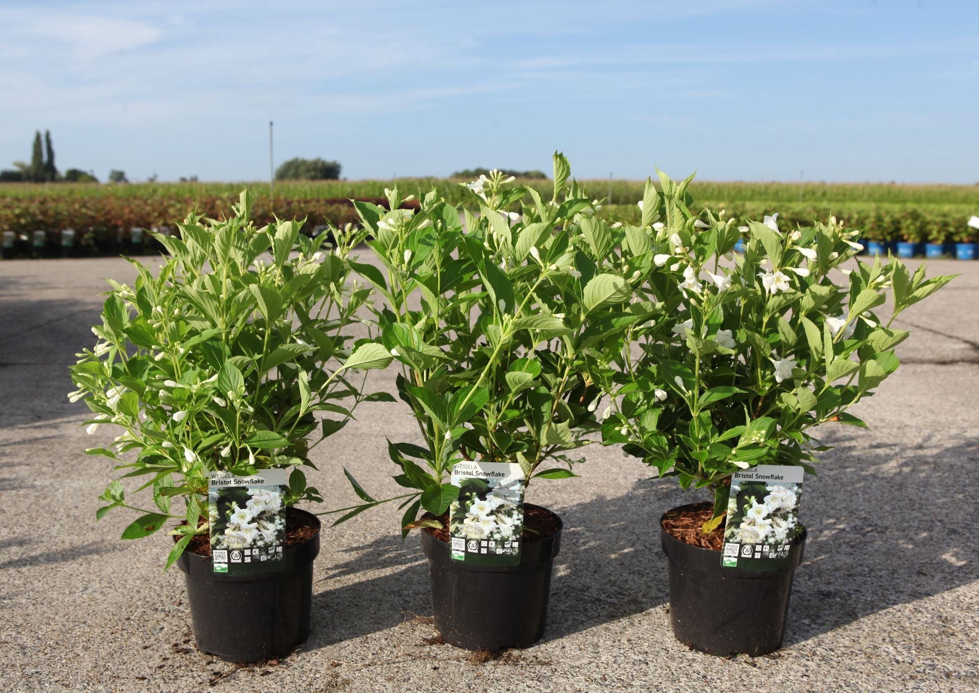 Weigela 'Bristol Snowflake'