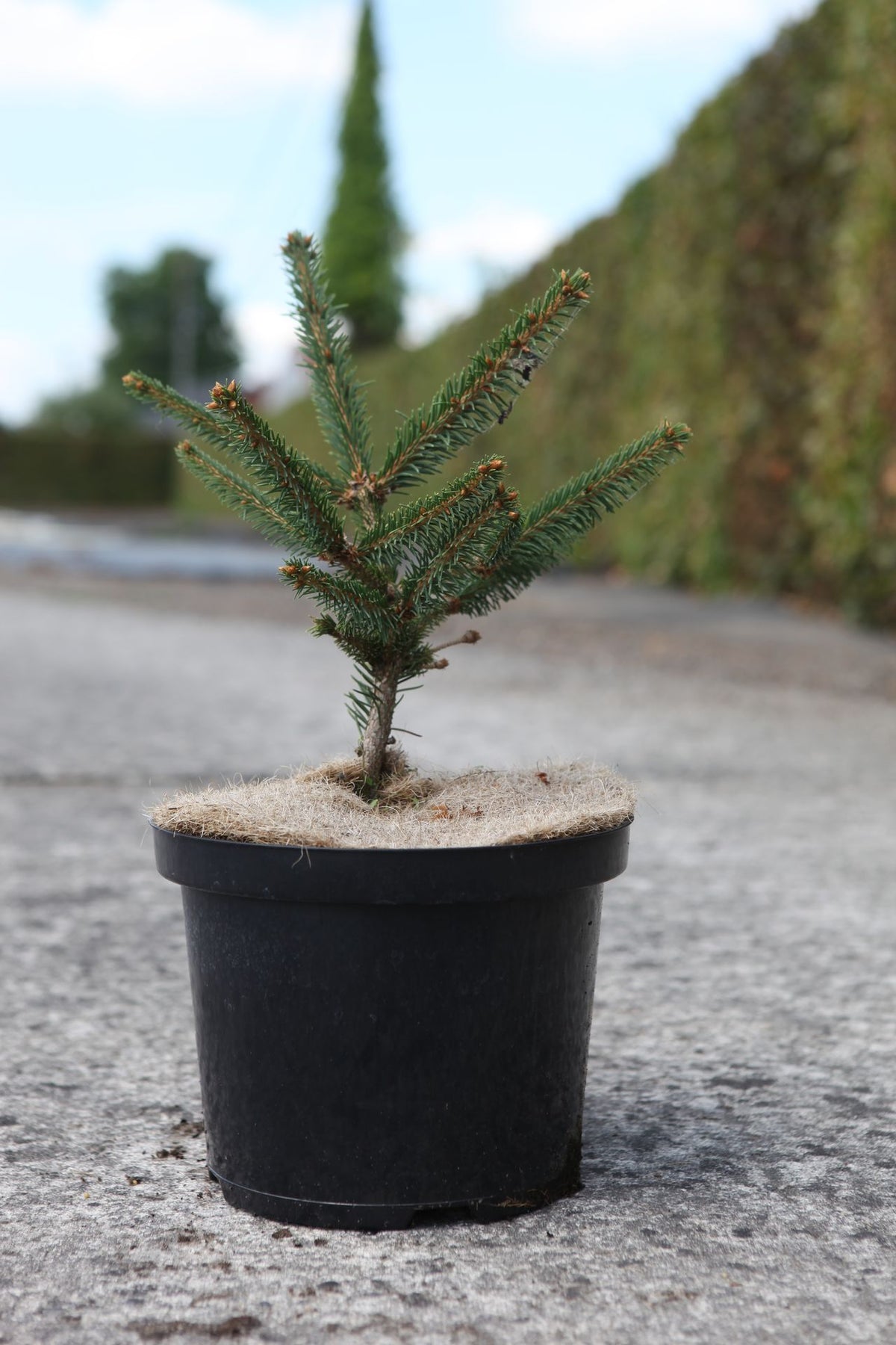 Picea abies 'Inversa'