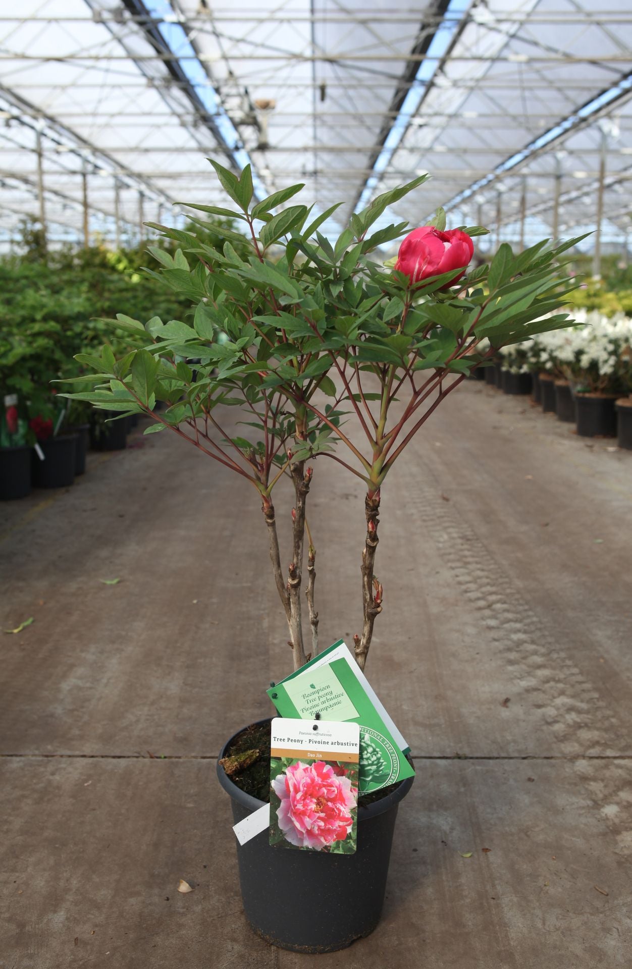 Paeonia suffruticosa 'Dao Jin'