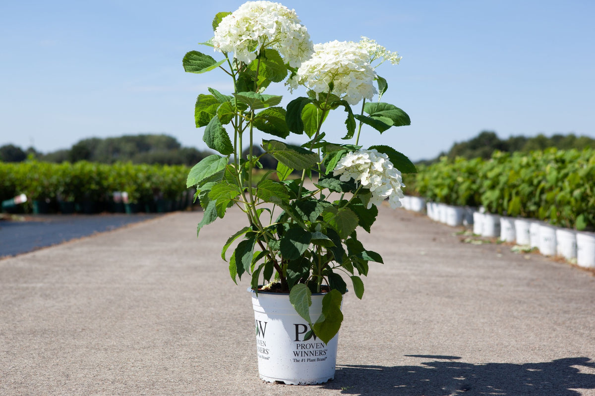 Hydrangea arborescens ‘Strong Annabelle’ white smooth hydrangea with strong upright stems and rounded blooms