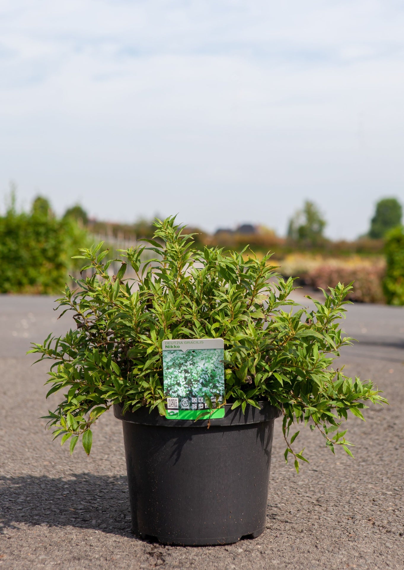 Deutzia gracilis 'Nikko'