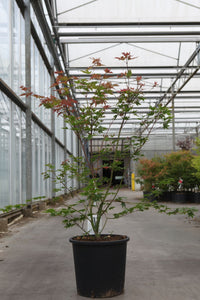 Acer palmatum BROWN SUGAR (PBR)
