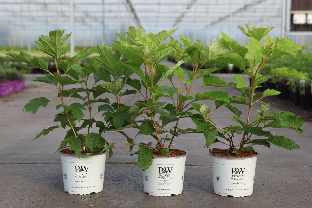 Hydrangea quercifolia ‘Gatsby Star’ (PBR) Proven Winners shrub in pots with deeply cut oakleaf foliage, upright plant for shaded garden borders
