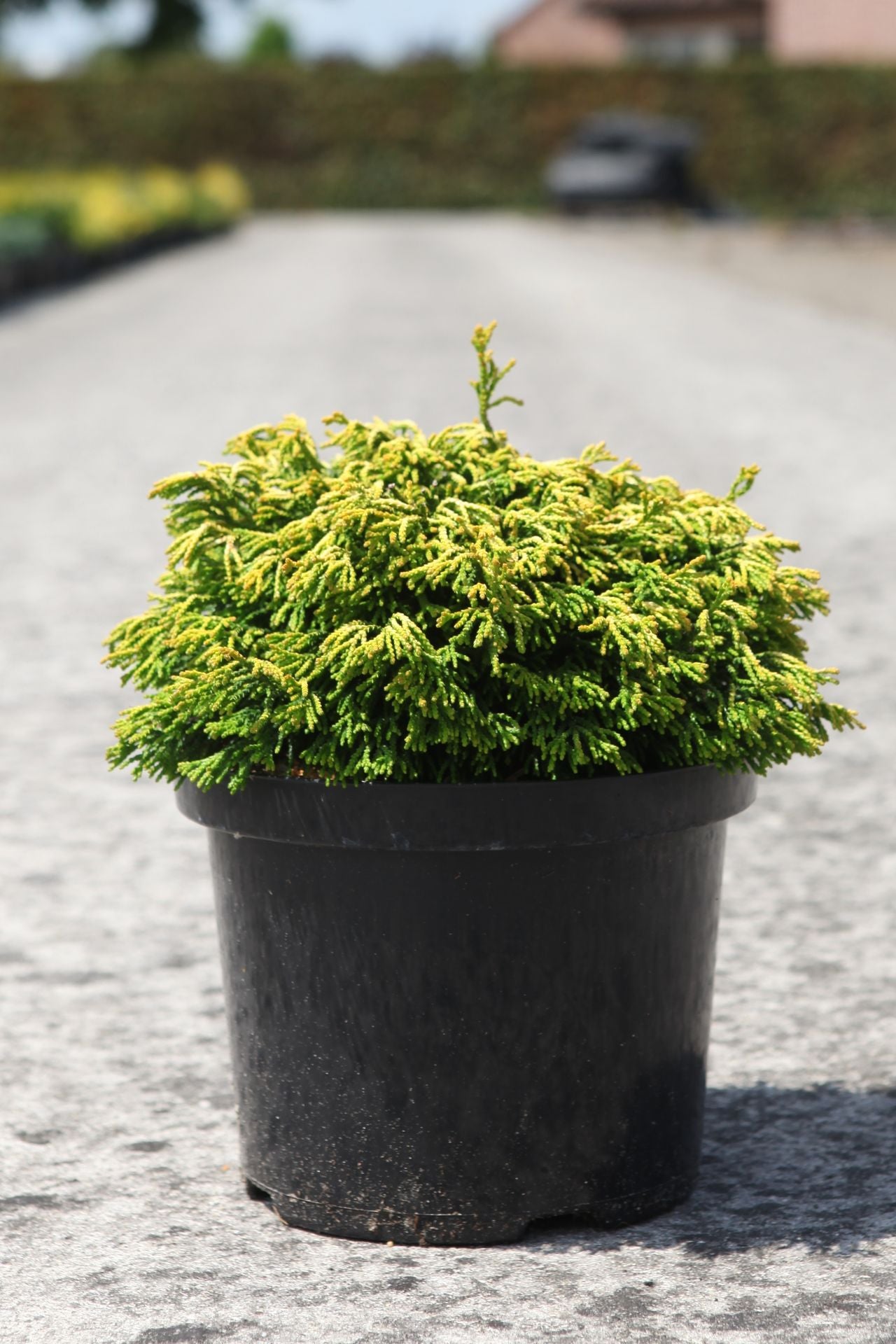 Chamaecyparis obtusa 'Gitte'