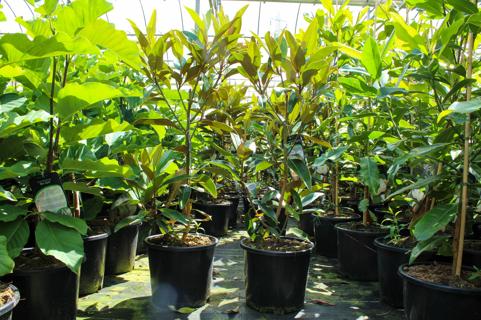 Magnolia grandiflora 'Alta'