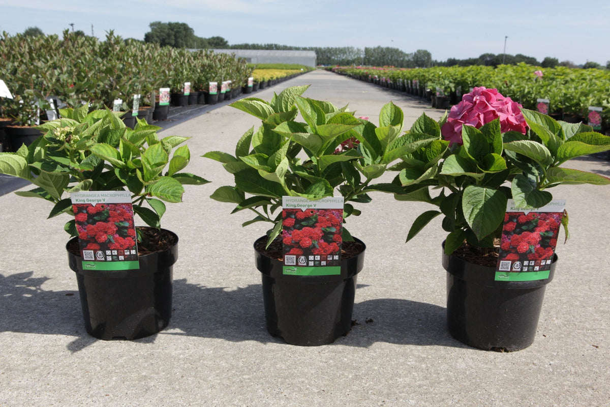 Hydrangea macrophylla ‘King George V’ classic red mophead hydrangea plant for patios and containers