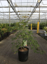 Acer pseudosieboldianum ICE DRAGON (PBR)