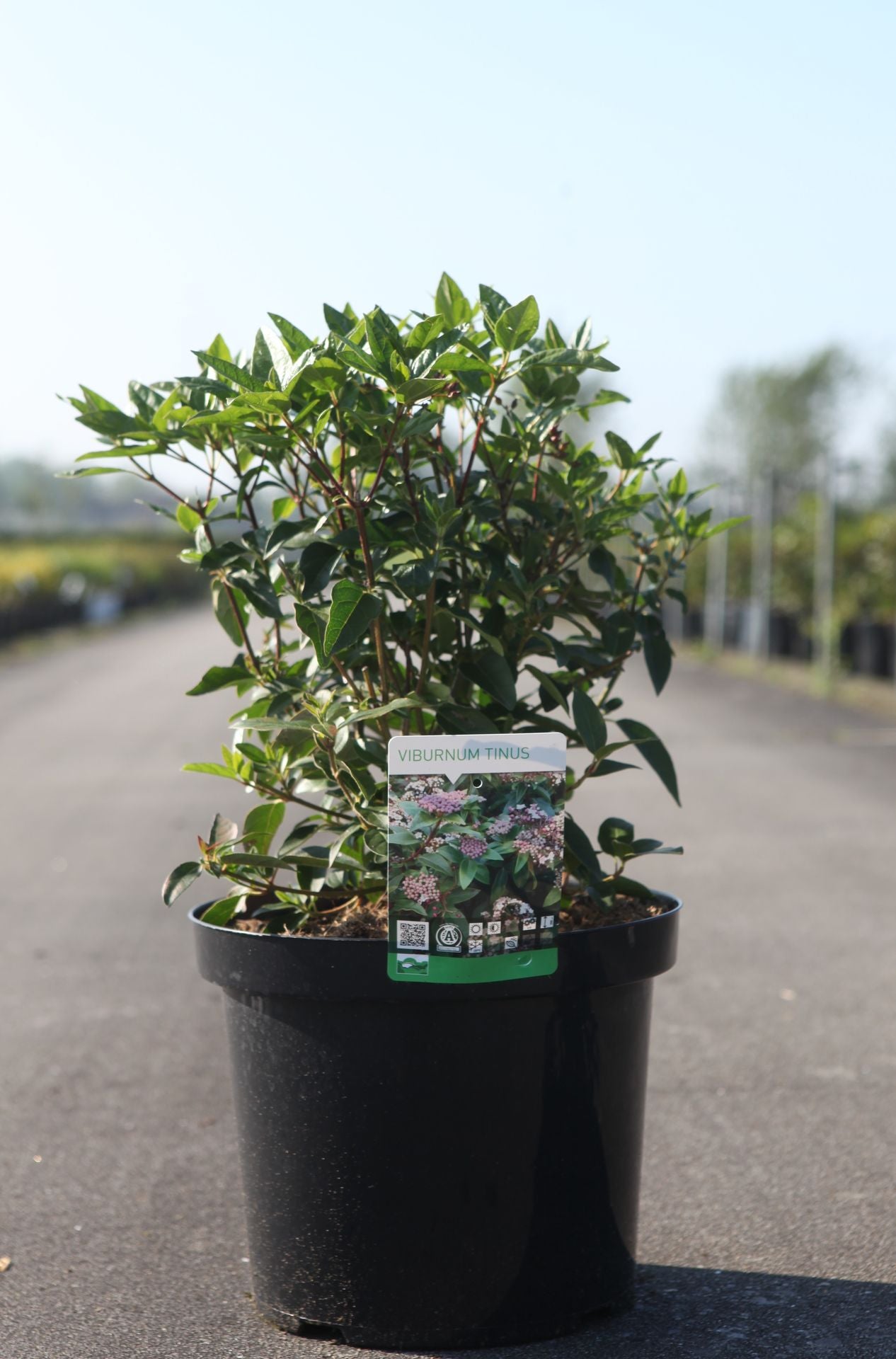 Viburnum tinus