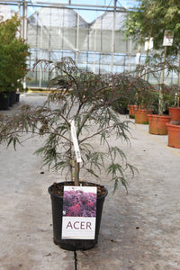 Acer palmatum 'Inaba-shidare'