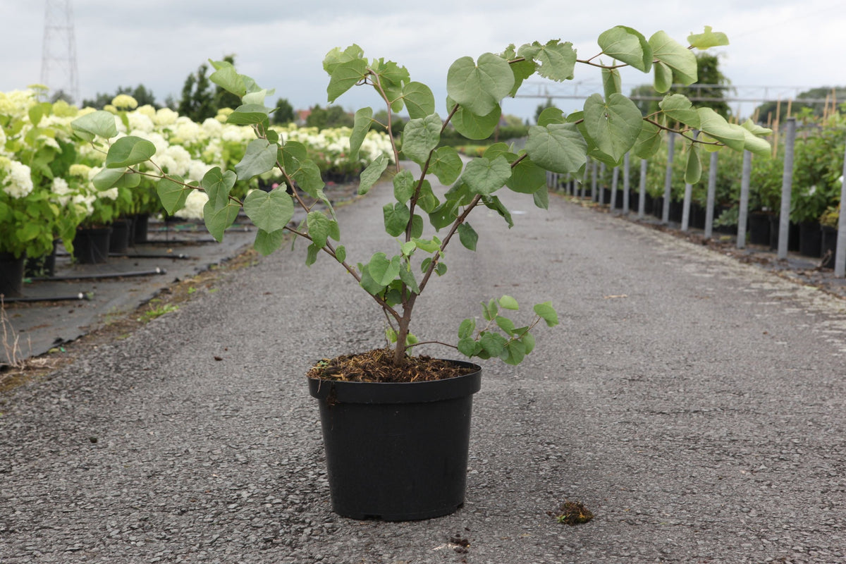 Cercis siliquastrum