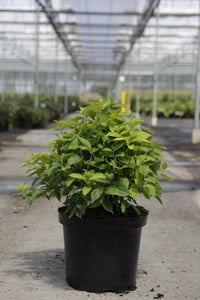 Philadelphus coronarius 'Aureus'