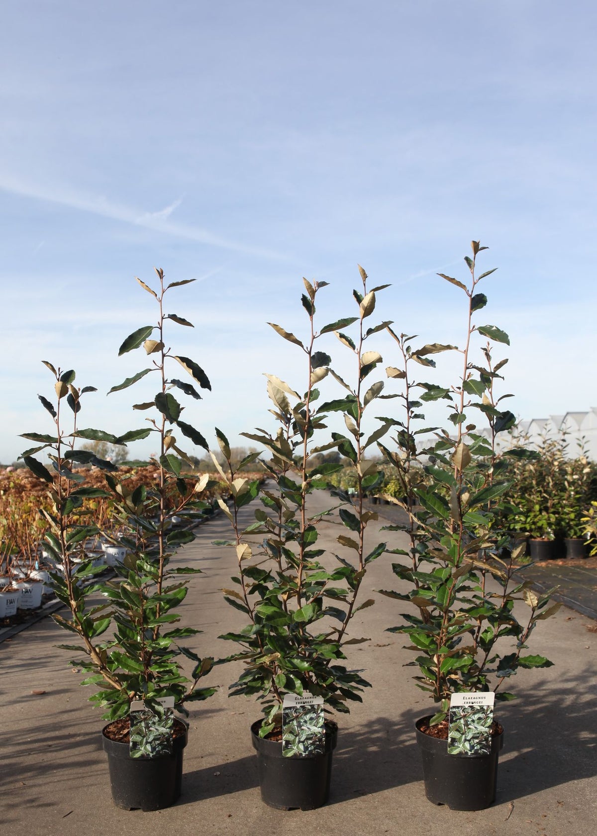 Elaeagnus ebbingei