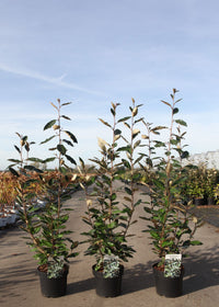 Elaeagnus ebbingei