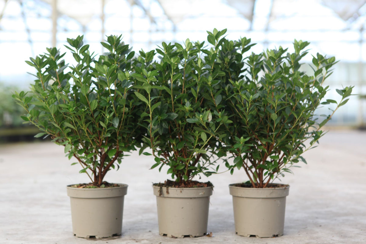 Azalea japonica 'Madame Galle'