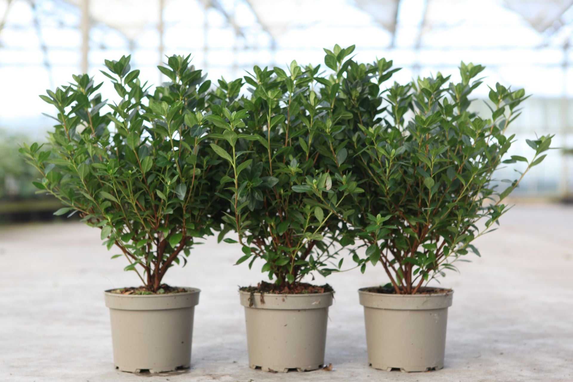 Azalea japonica 'Madame Galle'
