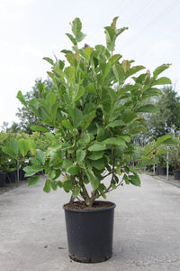 Magnolia loebneri 'Merrill'