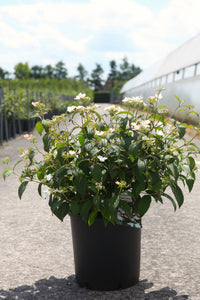Viburnum plicatum PINKAWAI (PBR)